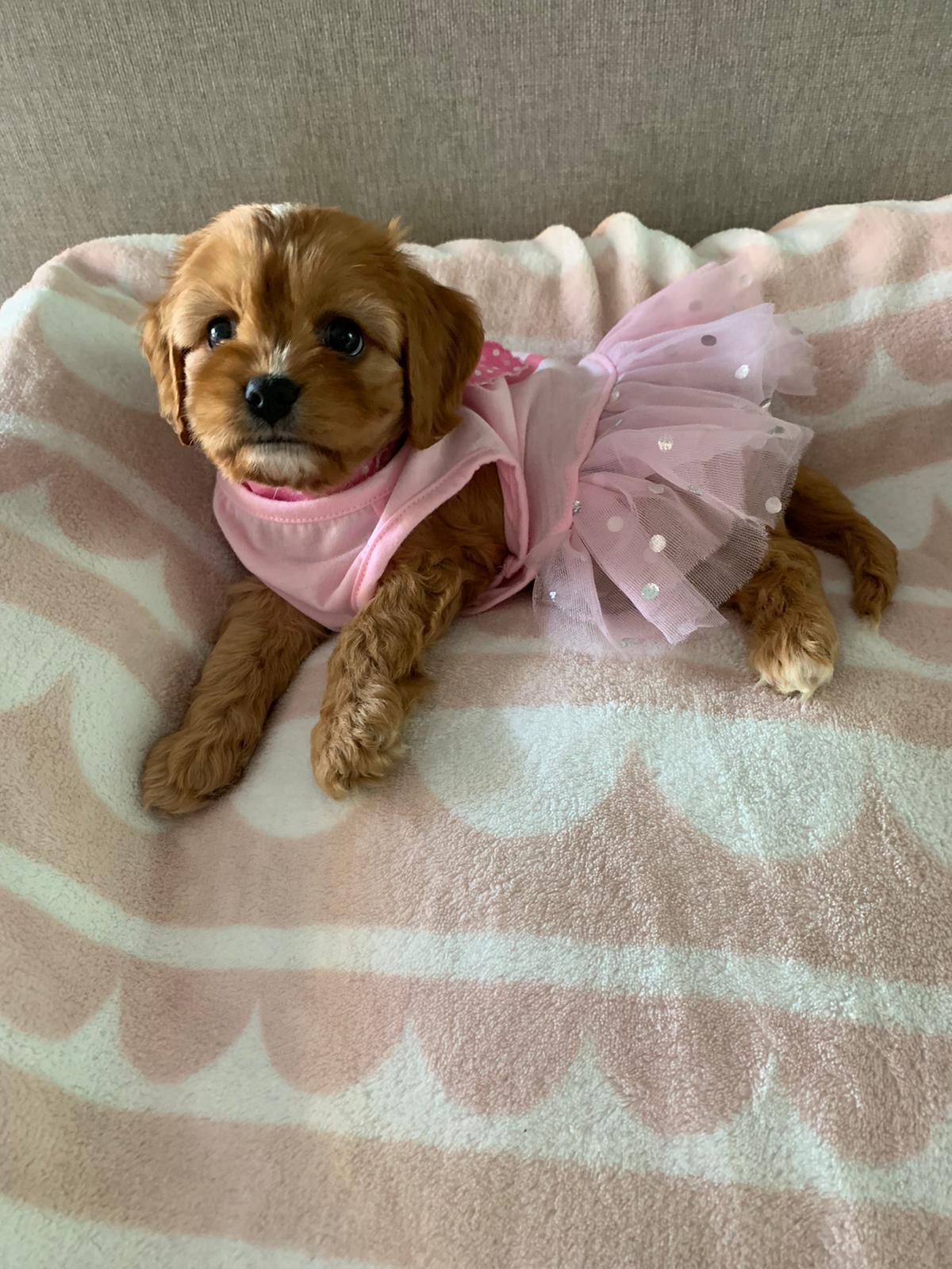 About Us Sydney Toy Poodles