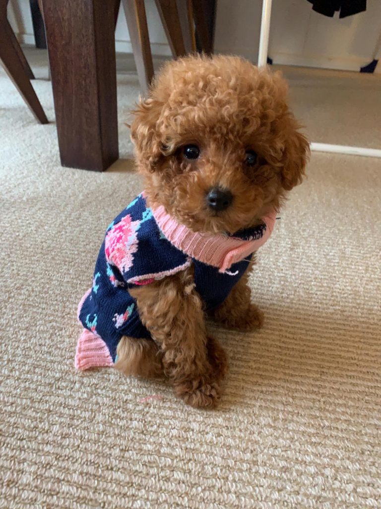 Sydney Toy Poodles Toy Poodle Breeder
