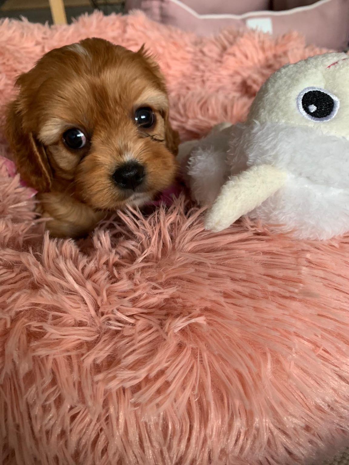 Sydney Toy Poodles Toy Poodle Breeder