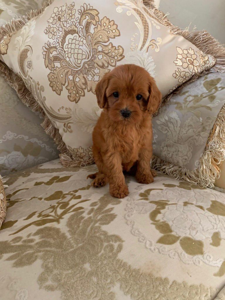 Gallery Sydney Toy Poodles