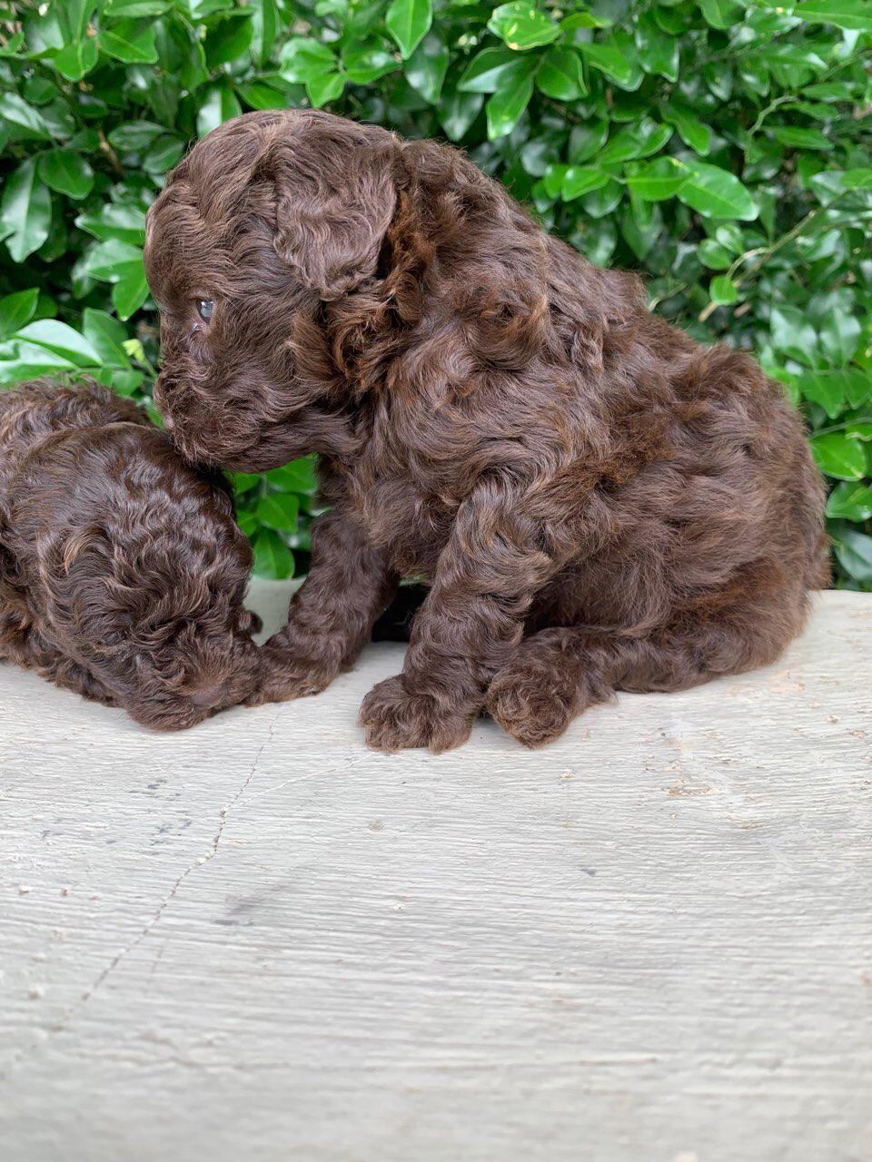 Gallery Sydney Toy Poodles