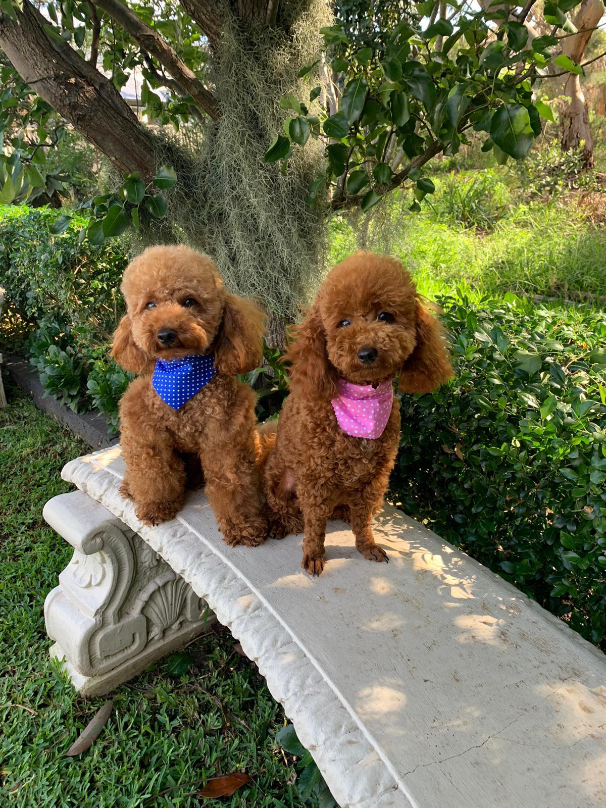 Gallery Sydney Toy Poodles