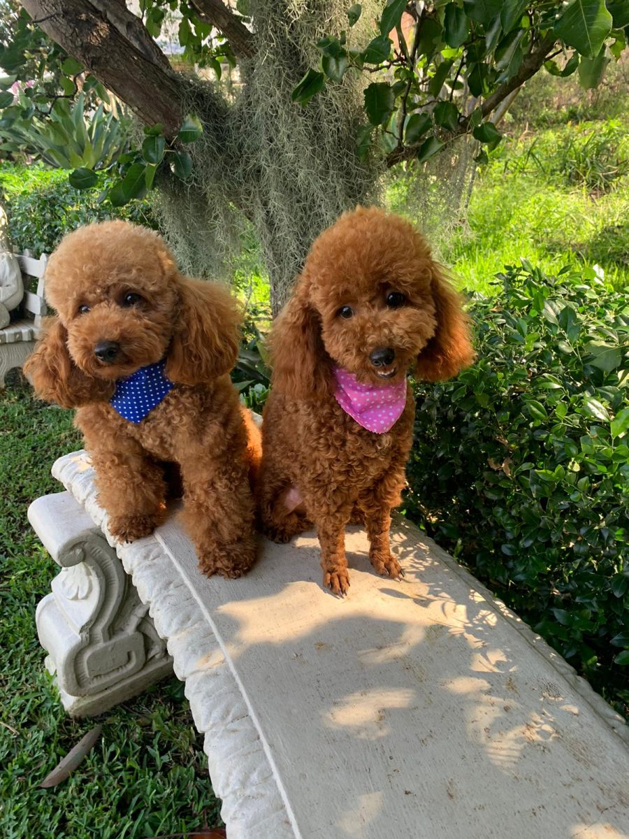 Our Puppies Sydney Toy Poodles