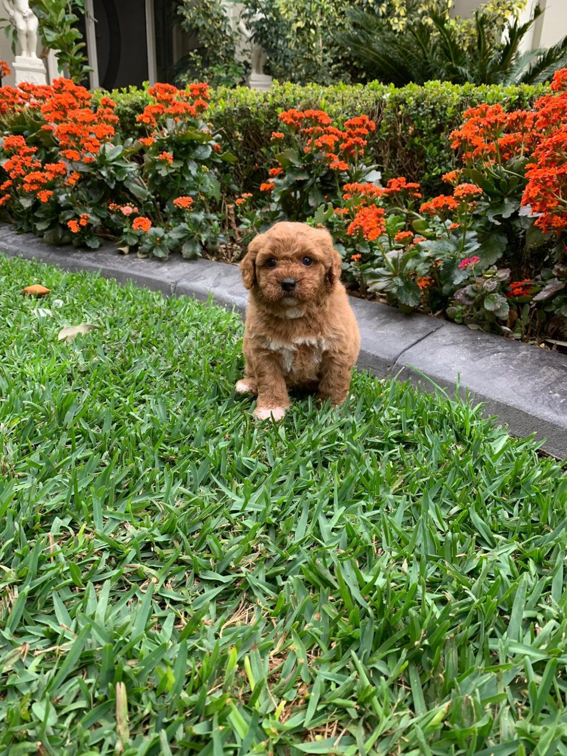 Gallery Sydney Toy Poodles