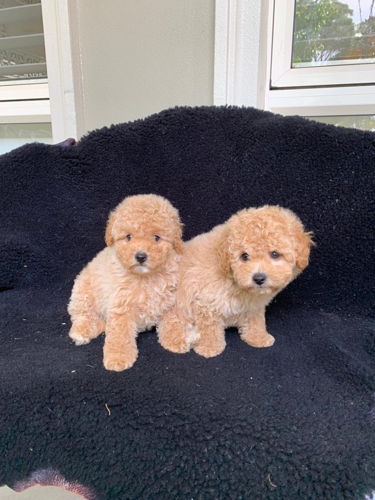 Gallery Sydney Toy Poodles