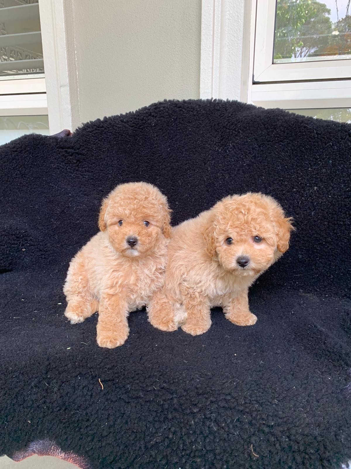 Gallery Sydney Toy Poodles