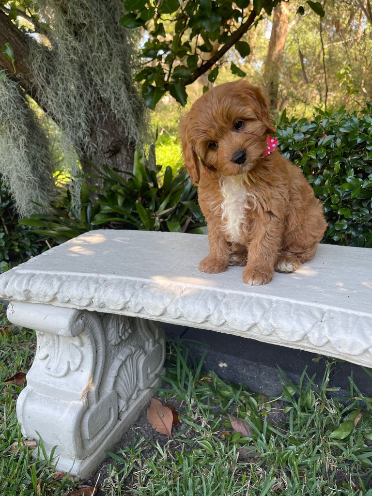 Sydney Toy Poodles Toy Poodle Breeder