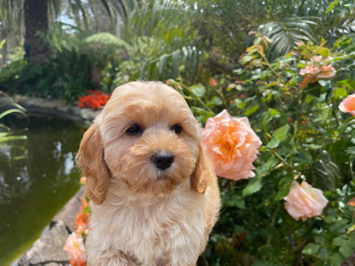 Sydney Toy Poodles Toy Poodle Breeder