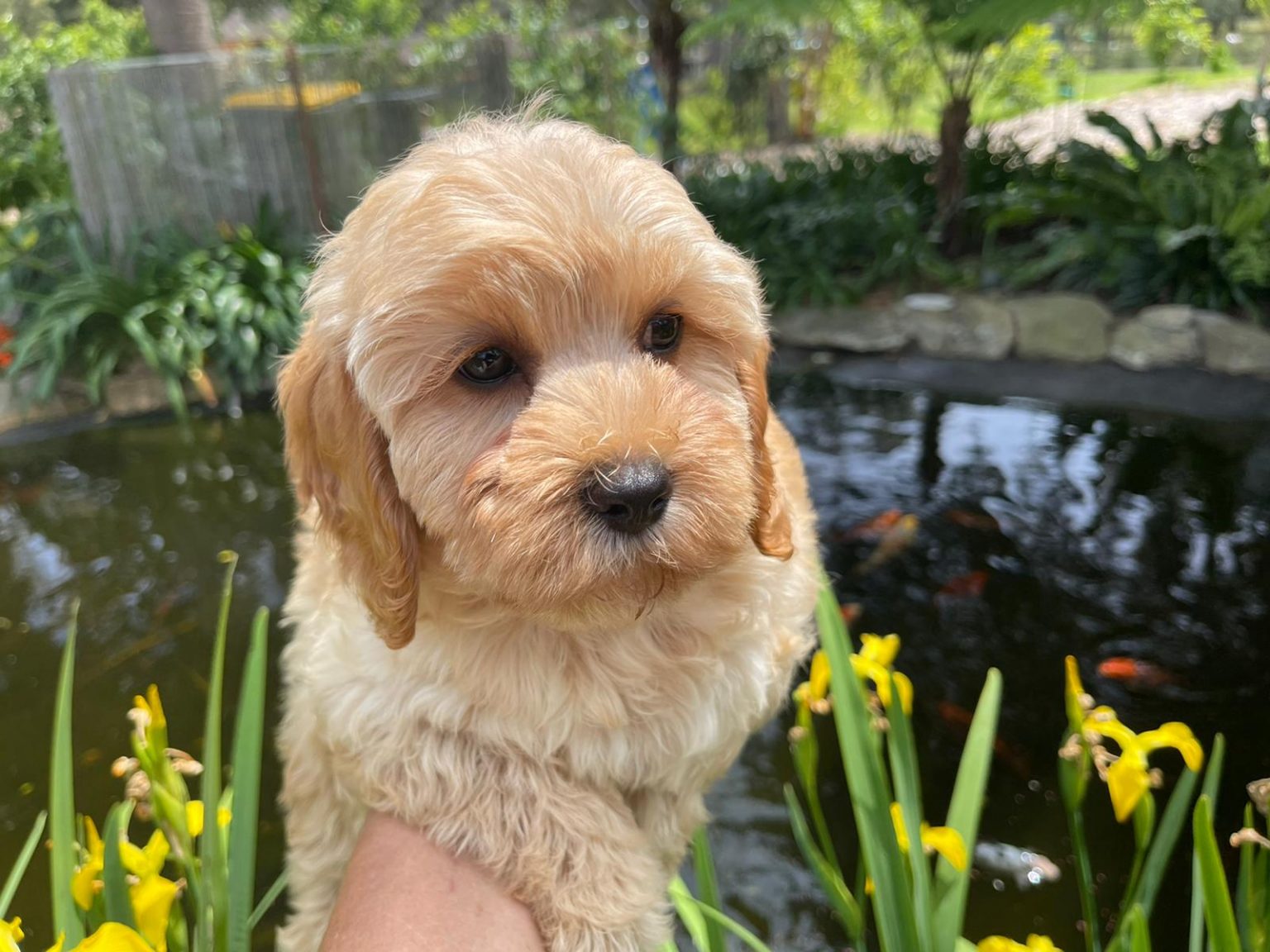 Sydney Toy Poodles Toy Poodle Breeder