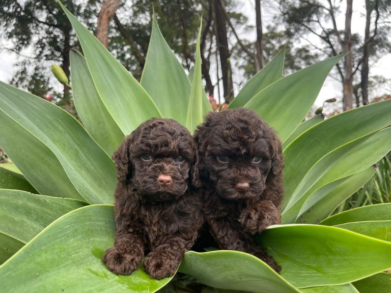 Sydney Toy Poodles Toy Poodle Breeder