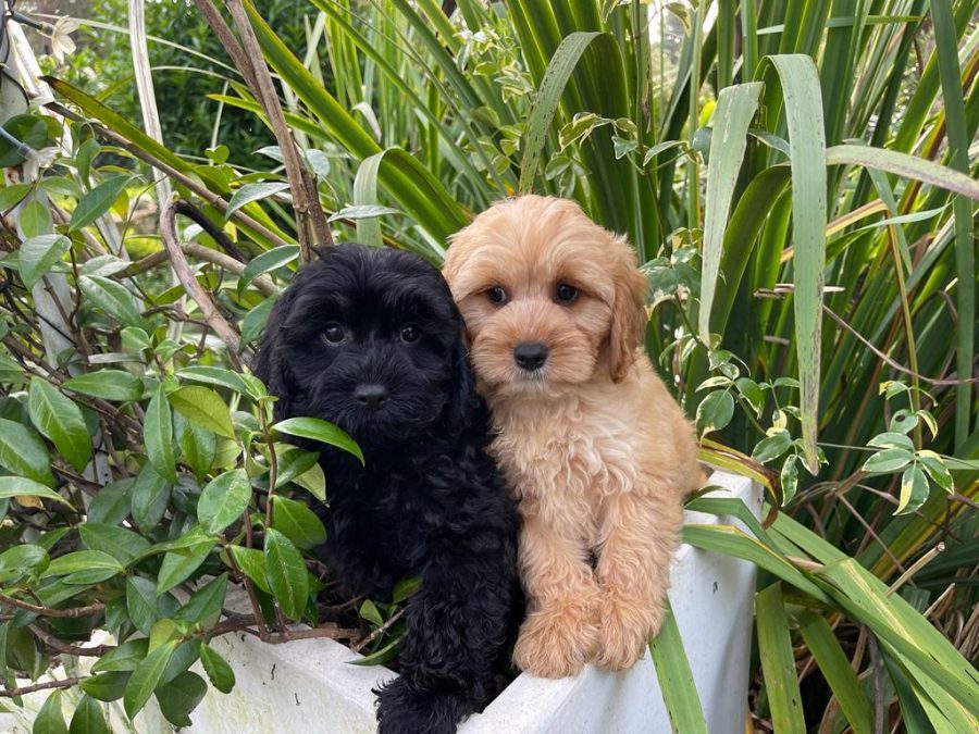 Sydney Toy Poodles Toy Poodle Breeder