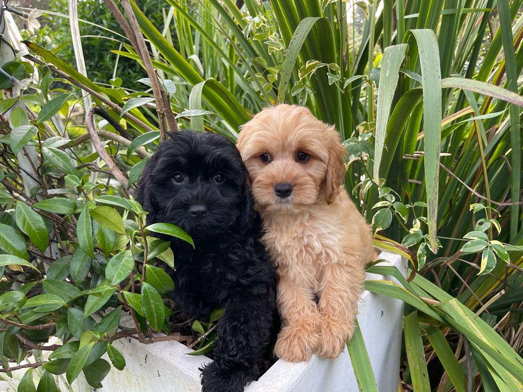 Sydney Toy Poodles Toy Poodle Breeder