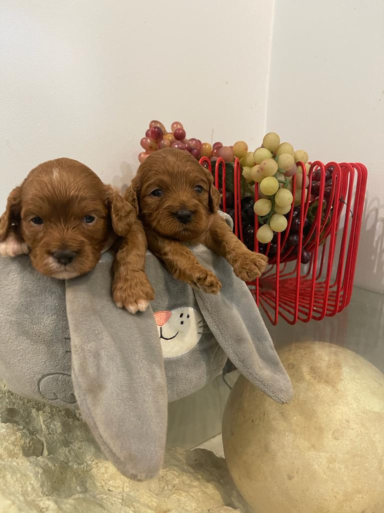 Available Puppies Sydney Toy Poodles