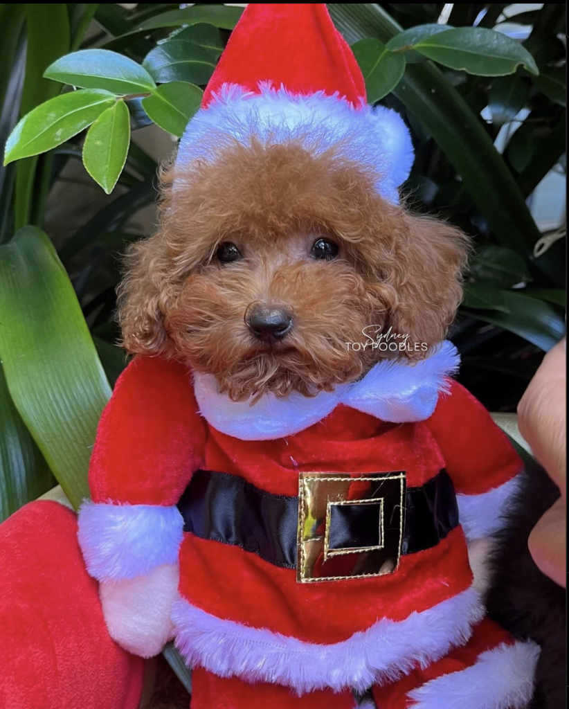 About Us Sydney Toy Poodles