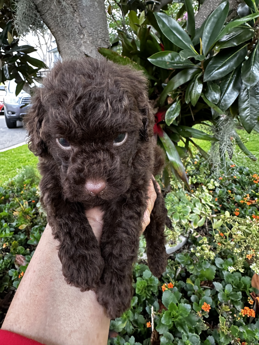 Available Puppies Sydney Toy Poodles